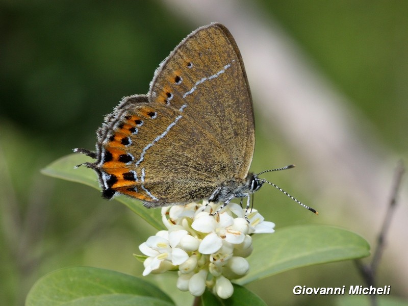 Lo riconoscete...? Satyrium pruni, Lycaenidae